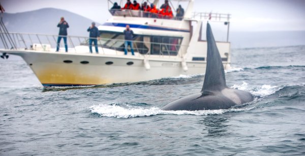 Orcas afundam iate após 45 minutos de ataque