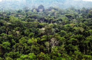 'Paisagens Sustentáveis da Amazônia': Projeto foca no uso sustentável de recursos naturais e recuperação dos ecossistemas amazônicos