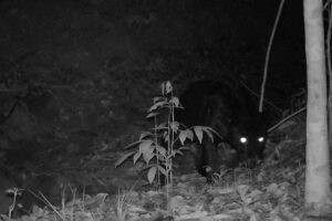 Pantera Negra é fotografada em reserva, em Minas Gerais