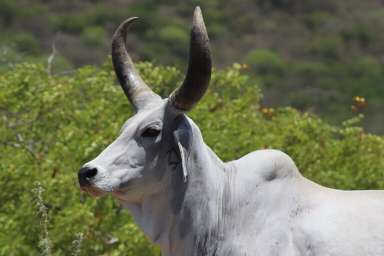 Pecuária especulativa desmata mais e produz menos carne