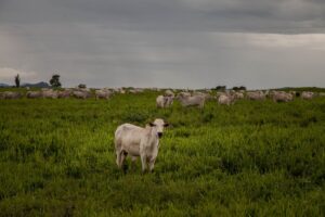 Pecuária na Amazônia pode ser responsável por 3 milhões de hectares de desmatamento até 2025