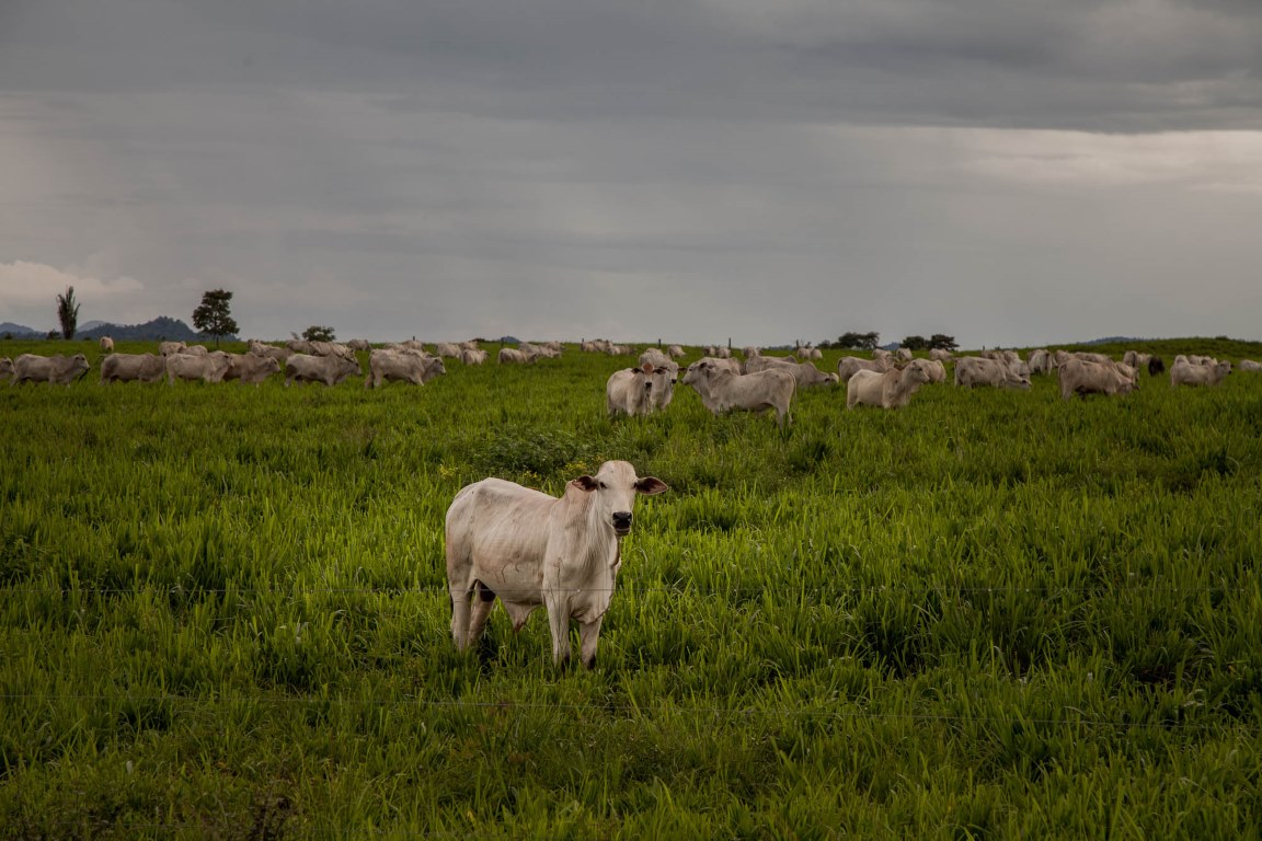 Trabalho análogo à escravidão na pecuária do Pará chega a 31% nos últimos dois anos, revela pesquisa