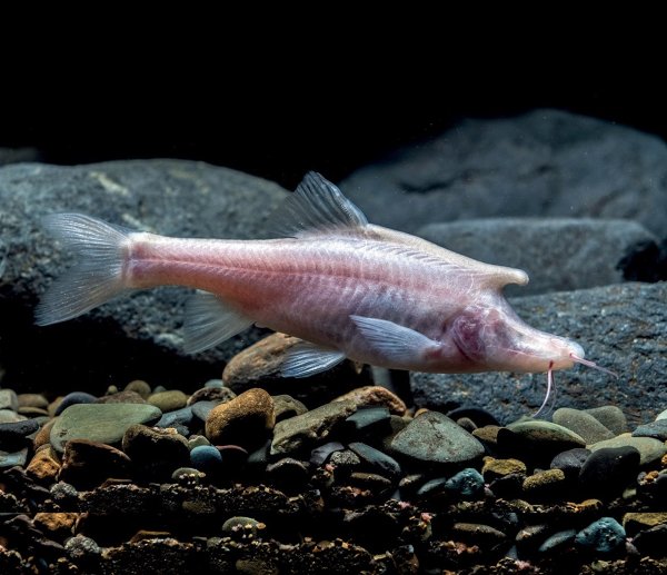 Peixe com único chifre na testa é descoberto em caverna na China