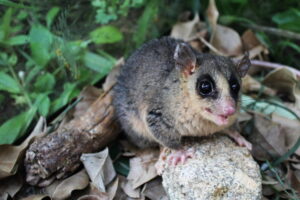 Pequenos mamíferos evitam área em reserva onde havia lixão nos anos 90