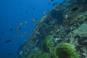 Primeiro diagnóstico marinho-costeiro nacional pretende resgatar o Oceano da invisibilidade