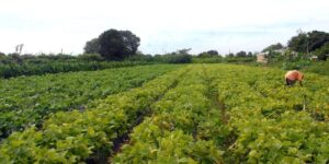 Produção agrícola quilombola ganha selo de certificação de origem