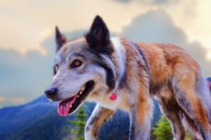 Qual é a diferença entre cachorros, lobos e dingos?