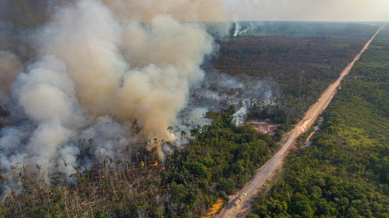 Quem são os desmatadores do Amazonas?