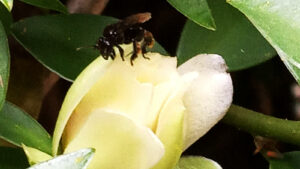 Seres da Floresta: Significativas Insignificâncias