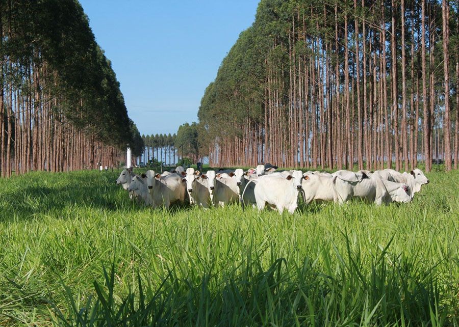 Sistemas de integração lavoura-pecuária-floresta mitigam emissão de gases de efeito estufa na Amazônia