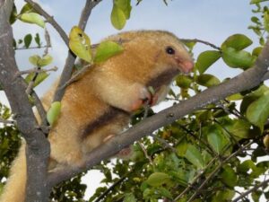 Tímidos? Conheça 3 animais amazônicos pouco vistos