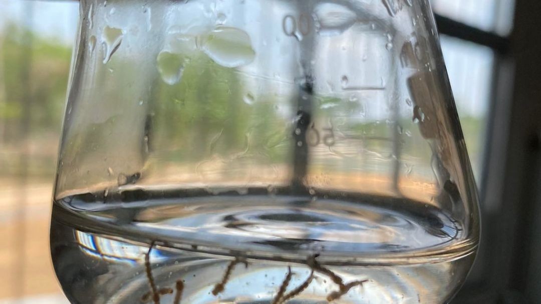 Três espécies de fungos da Amazônia são eficazes no combate ao Aedes aegypti, mostra estudo