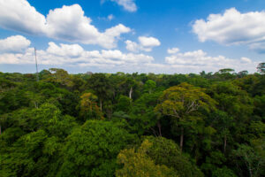 Unidades de conservação estocam 28 anos de emissões nacionais de dióxido de carbono