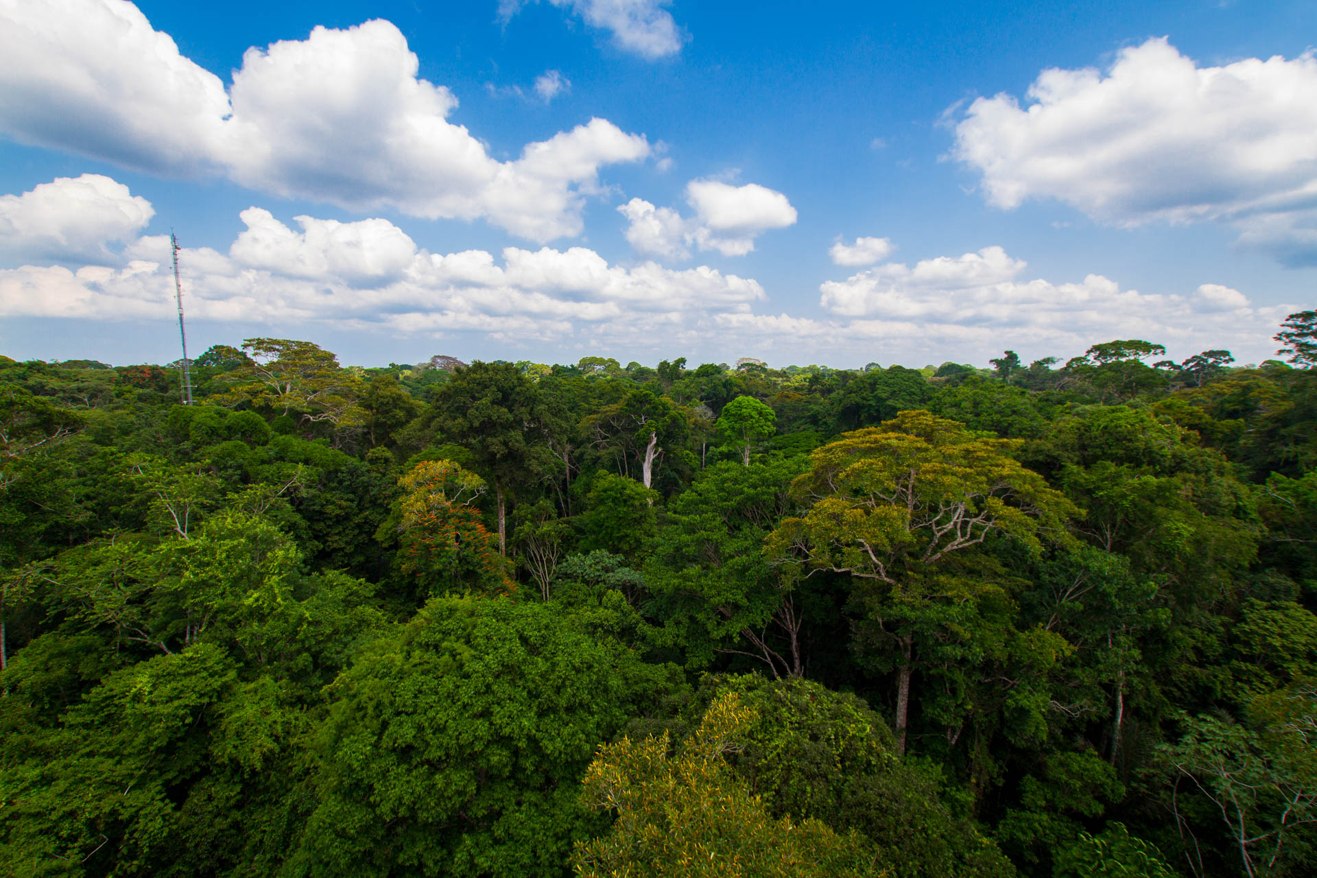 Brazilian protected areas store 28 years of national carbon dioxide emissions