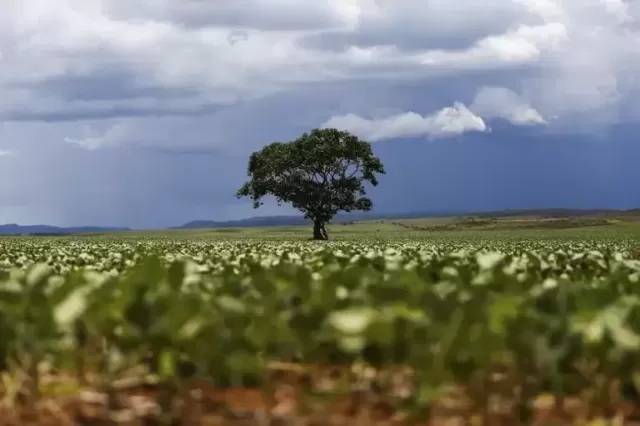 30 árvores podem ser poupadas a cada tonelada de papel reciclado, diz estudo