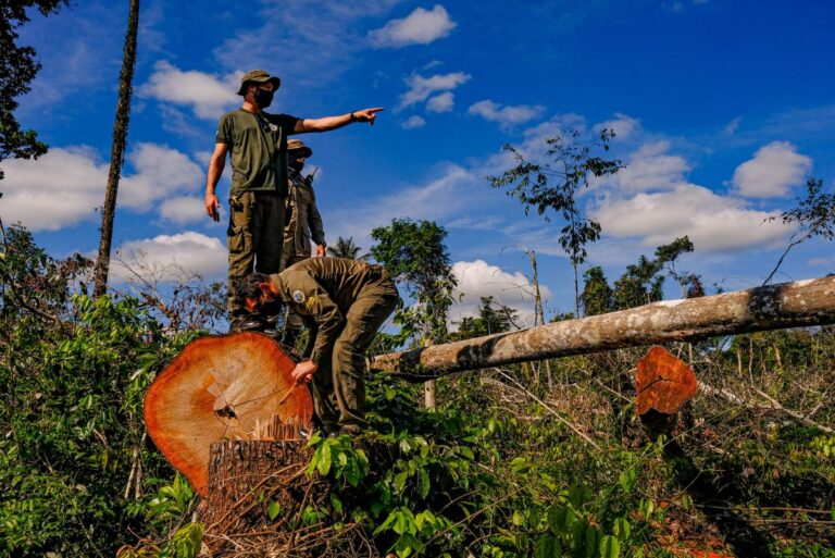 5 boas notícias sobre a natureza e o clima em 2023