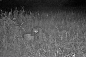 5 coisas excepcionalmente curiosas que já foram encontradas em ilhas