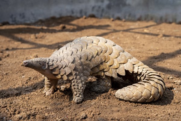 8 animais que desafiam as classificações tradicionais de espécies