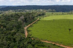 Brasil pode reduzir emissões drasticamente com soluções baseadas na natureza, aponta estudo
