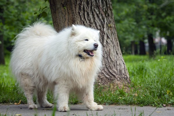 Cão criado para extrair lã tem passado revelado por pesquisadores