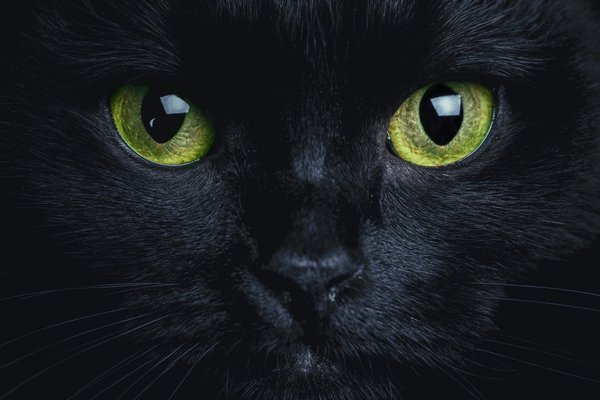 Coloração dos olhos dos felinos pode vir de ancestral incomum