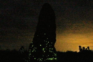 Em 30 anos, besouros bioluminescentes tiveram redução de diversidade no Cerrado