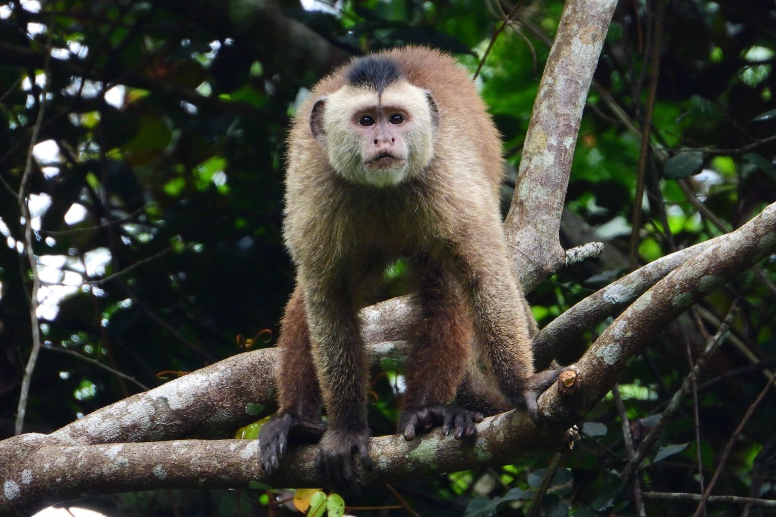 Em busca de um dos macacos mais ameaçados do mundo