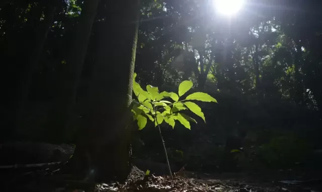 Entenda o que é e para que serve o mercado de carbono