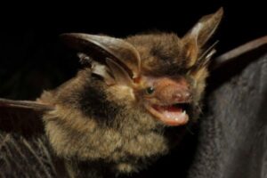 Espécie de morcego 'brasileiro' é reencontrada após mais de 100 anos