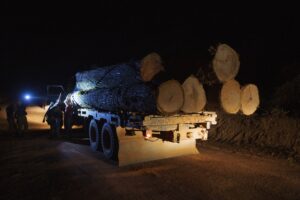 Exploração ilegal de madeira na Amazônia afetou área do tamanho de Belém entre 2021 e 2022