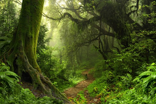 Floresta mais antiga do mundo com 385 milhões de anos é descoberta no EUA