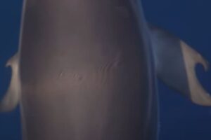 Golfinho raro com 'polegares' é fotografado na Grécia