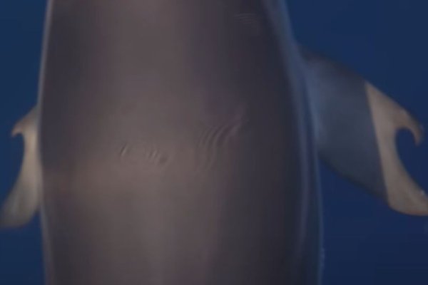 Golfinho raro com ‘polegares’ é fotografado na Grécia