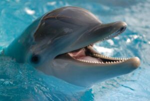 Golfinhos-nariz-de-garrafa e o seu surpreendente 'sétimo sentido'