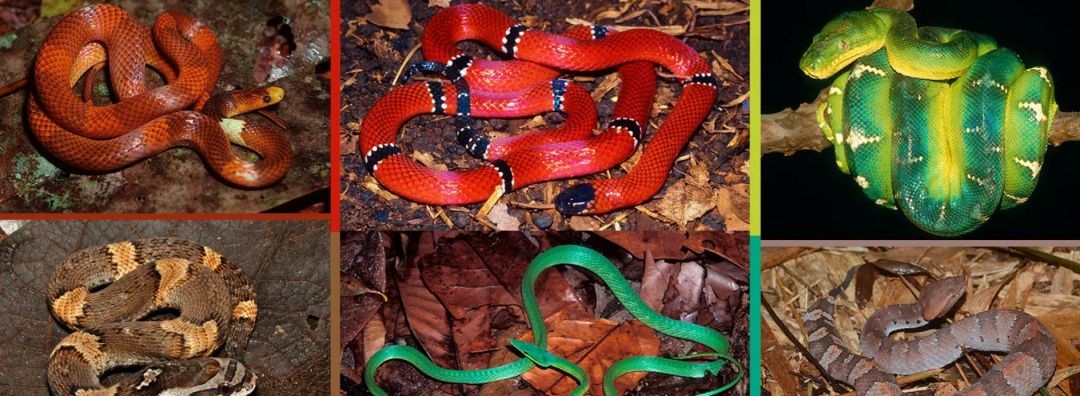 Guia ilustrado de serpentes da Amazônia encanta crianças e até pesquisadores