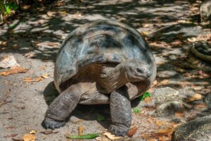 Jonathan, a tartaruga mais antiga do mundo, completou 191 anos