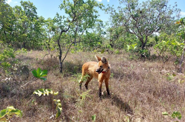 Menos de um ano depois de voltar à natureza, loba-guará Pequi morre atropelada