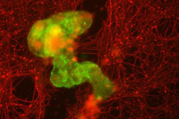 Microrrobôs podem revolucionar a medicina regenerativa antes do que imaginamos