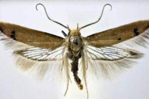 Nova espécie de mariposa é descoberta por 'fã' em parque de Londres