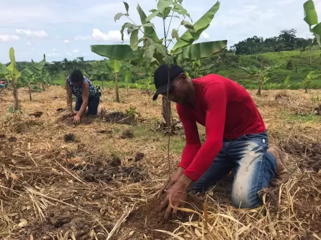 ONG lança campanha para arrecadar mil árvores e plantá-las em áreas degradadas no Acre