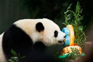 Por que a China usa pandas como ferramenta diplomática?