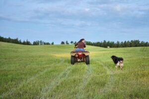 Por que os cães correm atrás de carros?