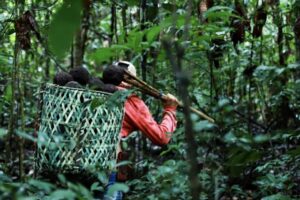 Projeto transforma ouriço da castanha em pó para substituição de plástico