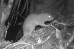 Rato gigante é filmado quebrando cocos nas ilhas Salomão