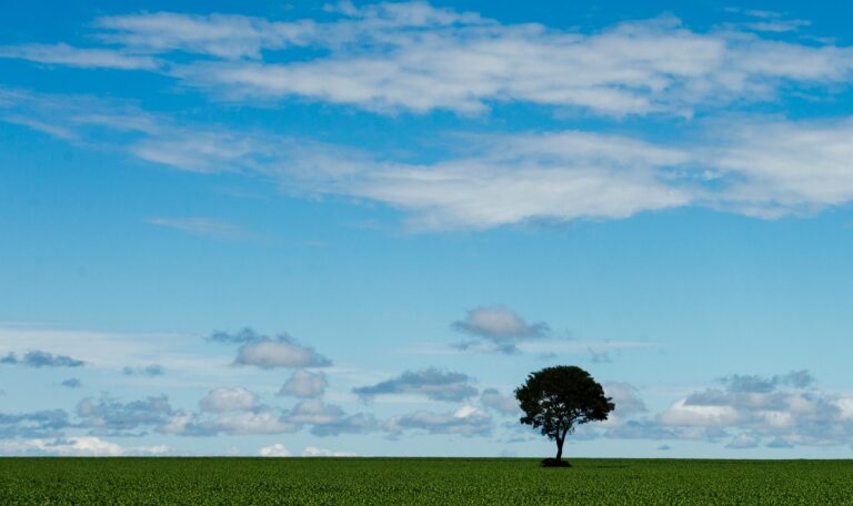 Ruralistas engrossam críticas às moratórias da soja e da carne