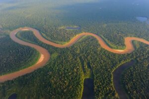 Três florestas em uma? Conheça os tipos de vegetação da Amazônia