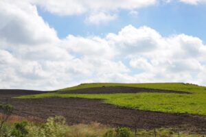 A quem interessa que os campos nativos sejam riscados do mapa e apagados da legislação ambiental brasileira?