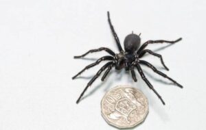 Aranha gigante considerada uma das mais mortais do planeta é capturada na Austrália