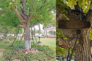 Árvore acorrentada no Paquistão está cumprindo pena desde 1898