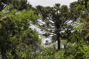 Árvores da Mata Atlântica na berlinda da extinção
